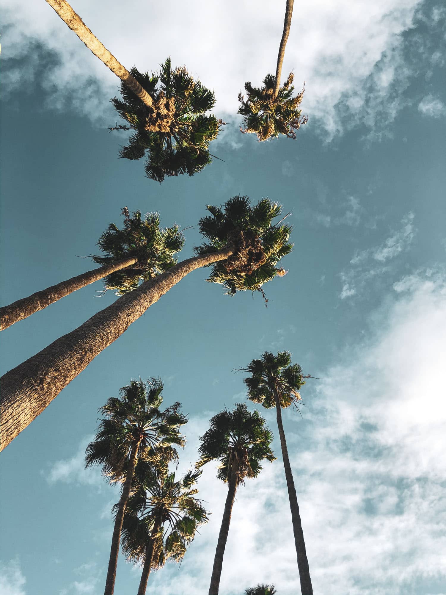 Student Housing Los Angeles - palm trees iana-andreeva-t3praccxrbm-unsplash-1